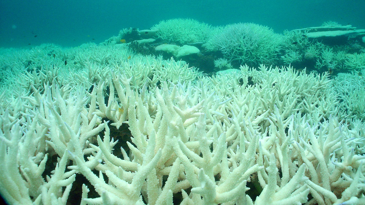 Great Barrier Reef Coral Bleaching